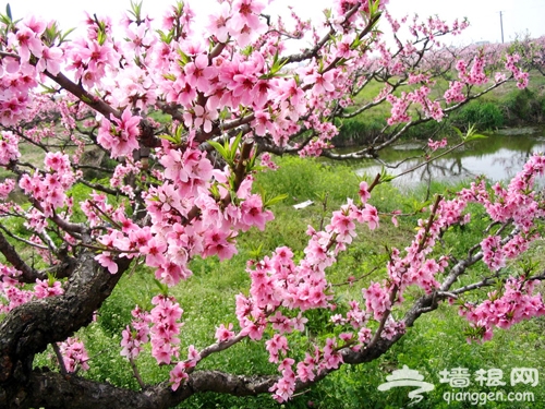 花叢深處覓清明 與花季北京親密接觸
