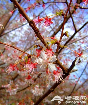 絢爛的櫻花