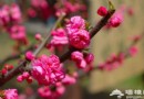 香山公園 山花爛漫四月天
