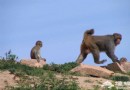 八達嶺野生動物園 看獅子在車外打滾