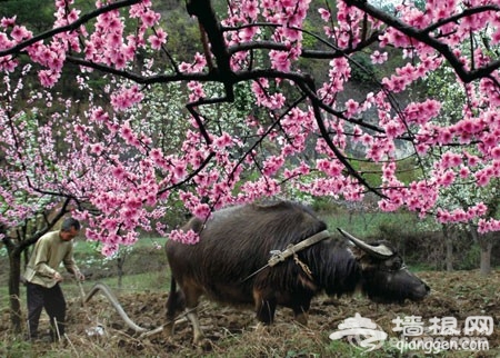 北京周邊 清明出游六大美景[牆根網]