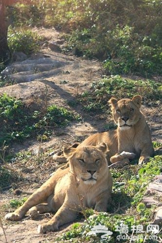 京郊動物園 早春的撒歡兒勝地[牆根網]