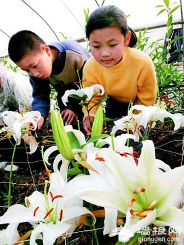 花田漫步 去京郊采摘春天[牆根網]