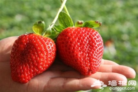 春游寶典：京郊五大經典草莓采摘地全攻略[牆根網]