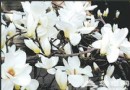 大覺寺“玉蘭香茗法會” 尋北京非主流賞花地