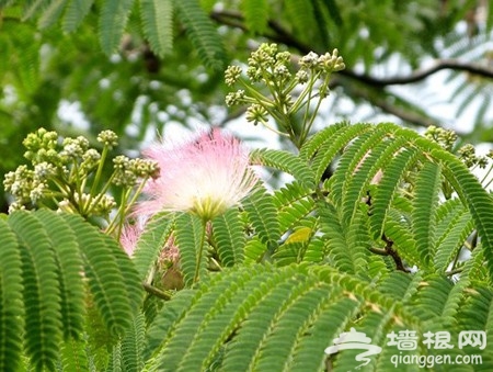 宋慶齡故居 尋找納蘭性德手植合歡樹[牆根網]