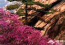 春季賞花之 雲蒙山杜鵑花海暢享春色