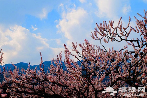 又到山花爛漫時 鳳凰嶺裡杏花香