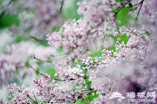 戒台寺游賞世上最香的花 丁香花