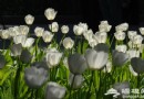 中山公園帶您領略“花中西施”郁金香的美艷