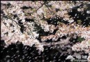 玉淵潭櫻花節 四月賞花最佳時期