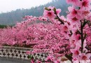人間四月賞花時 京郊桃花觀賞地