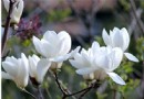 尋找京郊玉蘭花 觀賞地裡競艷綻放迎賓客