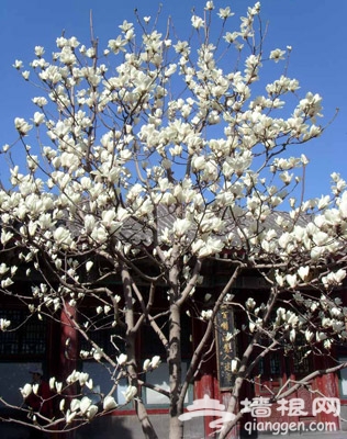 頤和園賞玉蘭花 競艷綻放迎賓客 