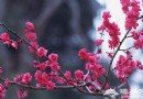 春天裡 沿著北京地鐵新線踏春