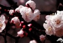 走進花花世界 京郊踏春賞花