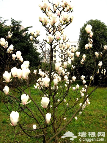 融入花花世界 京郊踏春賞花