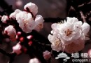 昌平春游登山賞花好去處