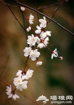 昌平春游登山賞花好去處[牆根網]