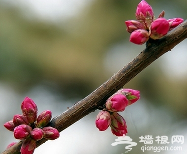 昌平春游登山賞花好去處[牆根網]