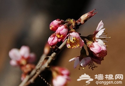 昌平春游登山賞花好去處[牆根網]