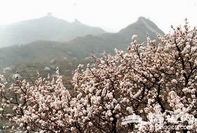 昌平春游登山賞花好去處[牆根網]