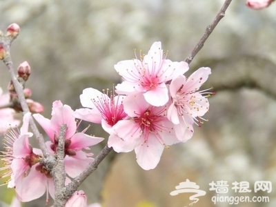 昌平春游登山賞花好去處[牆根網]