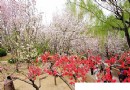 北京春游登山賞花好去處