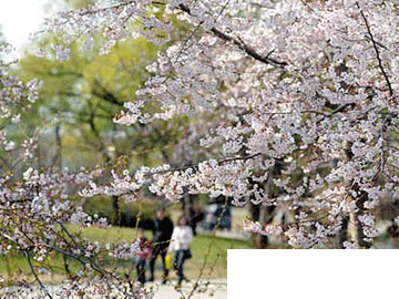 賞花登山賞美景 北京三月春游好去處