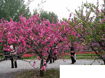 賞花登山賞美景 北京三月春游好去處