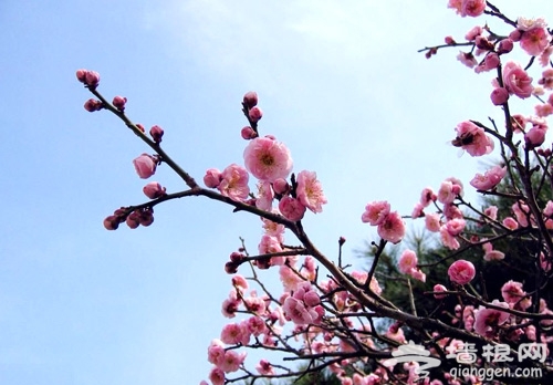 掛甲峪村:百裡桃花長廊 帶回你的桃花運(圖)