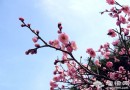 掛甲峪村：百裡桃花長廊 帶回你的桃花運