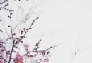 踏雪尋梅 京城五大賞梅勝地推薦