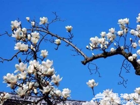 長安街新華門兩側、大覺寺 玉蘭