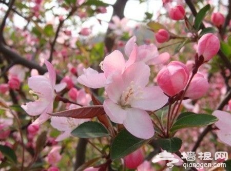 賞花地之二：元大都遺址公園