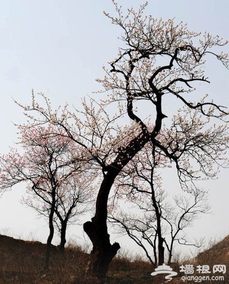 賞花地之二：八達嶺長城