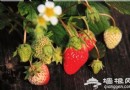 摘一顆草莓 誘惑北京城整個冬季