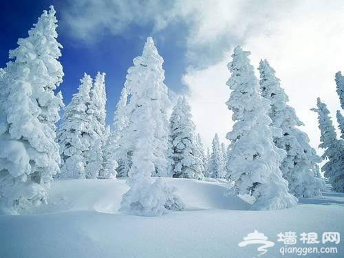 林海雪原 林海雪原