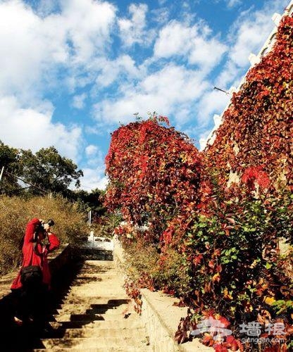 爬山虎紅得最艷 爬山虎紅得最艷