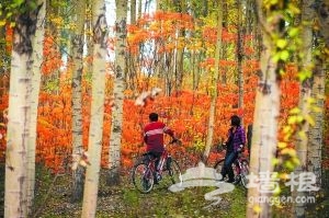 濱河森林公園內正當色彩層次最豐富的時節，拍照的騎行者很多，默不作聲獨自抒情的也不在少數