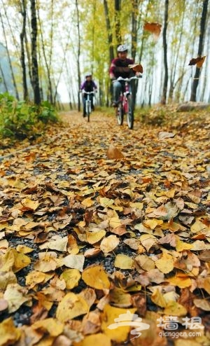 林中路雖被落葉覆蓋，騎行者盡可以一往無前，大可不必擔心路面狀況