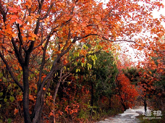 京郊賞紅葉攻略:北京賞紅葉十大去處[牆根網]