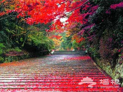 京郊賞紅葉攻略:北京賞紅葉十大去處[牆根網]