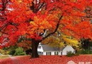 15日開始 創意玩轉北京香山紅葉節