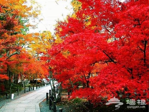 香山賞紅