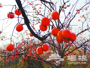 中國磨盤柿之鄉--張坊旅游攻略
