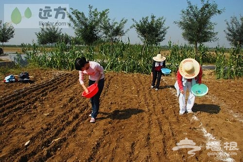 每一粒種子都是希望 作者:王咩咩 每一粒種子都是希望 作者:王咩咩