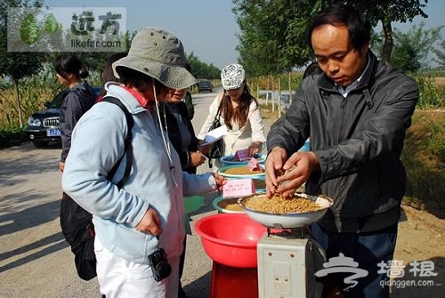 一分地需要2斤4兩的種子 作者：王咩咩