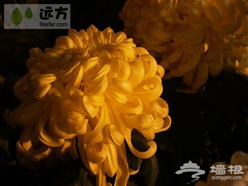 鮮花港菊花展 作者:落日 鮮花港菊花展 作者:落日
