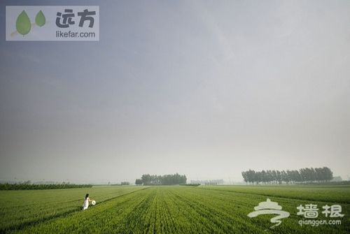 展望明年的麥田就會是這個樣子 作者:魏堯 展望明年的麥田就會是這個樣子 作者:魏堯